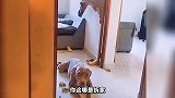 这狗子竟然还泡上澡了 这真是大开眼界啊