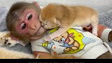 小猴子比比探望小猫咪咪和4只猫宝宝，俨然幸福一家人的模样