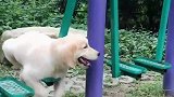 狗狗把健身器材当秋千玩，高兴的它一直微笑，治愈系萌宠啊！