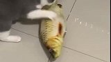 猫：主人这小鱼干怎么咬不动呀！