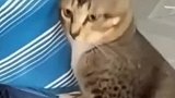 猫咪闻了一下主人腋下，猫咪：怎么说呢，当时走的挺安详的