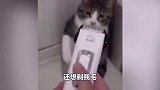 搞笑集锦：猫：我早就料到会有一劫，没想到来的如此忽然