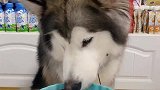 挑食的狗要丢出家门！