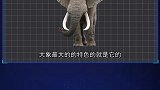 大象的进化史