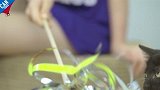 自制创意逗猫棒【举起爪儿来】