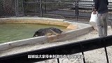 男子自信满满地将手放进鳄鱼口中，不料悲剧降临，镜头拍下全过程