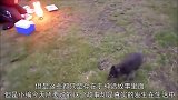 哨兵巡逻意外救下一只白狐！从此白狐相伴恩人守边防！感动！