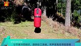 公羊面对挖掘机，助跑后三连撞，听声音就觉得超级痛