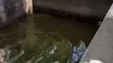 搞笑配音 一顿操作猛如虎，一问外号瞎么杵