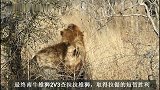 牛油果雄狮联盟：年少成名，击败对手，成为狮王