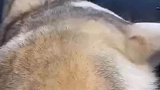 当男子喊狗子媳妇之后的反应，你这媳妇的眼神真睿智