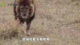 公狮突然冲向母狮，母狮痛得惨叫起来，看到有些心疼！
