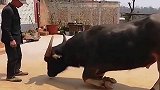 万物皆有灵，牛向主人下跪，恳求不要卖掉自己！