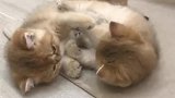 两只打闹的小猫，太可爱了