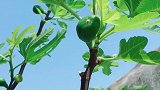 向着阳光、不要言苦无须说累悄悄的努力、总会结出甜蜜的果实！