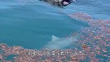 海上漂浮着一个大家伙，人们靠近看清后，立马跳了下去！
