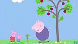 猪爷爷带佩奇参观他的果园，讲苹果是如何种出来的