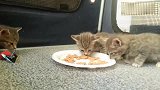 两只小奶猫一起吃饭，仔细一看，笑的肚子痛！