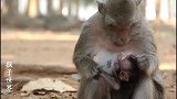 给小猴子断奶，猴子妈妈是绝不手软，毫不客气