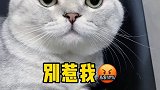 我又被我家猫唠叨了，这回说话有点模糊了，估计是天气冷了吧