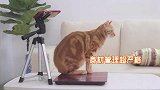 给7只猫称体重，胖橘的体重竟是别的猫的两倍，胖橘：公开处刑！