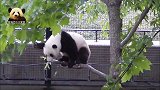 熊猫“宝宝”雨中卖萌好敬业，只是这根被“欺压”的树枝有点惨