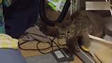 猫咪突然癫痫发作，激烈的怕怕！