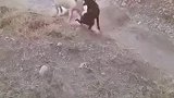 二师兄和哮天犬打起来了