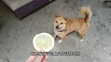 主人喂狗狗吃柠檬，结果被整惨了，狗狗直接疯了躲起来不理主人！
