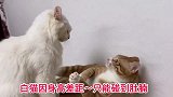 两只公猫争地盘，白猫因为手短被橘猫拳拳捶头，王者与青铜的较量
