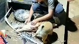在褪鸡毛，狗子在旁边看的津津有味，结果被老公的一个动作吓坏！