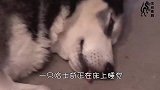 哈士奇睡觉一直踢梦脚，八哥犬被踢的一脸懵逼，主人都被逗笑了！
