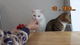 猫咪也能学会按铃要饭？小猫太蠢不肯学，大猫几下就学会了！