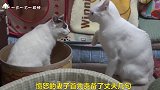 猫咪妻子教训丈夫，不带孩子还偷懒，像极了人类夫妻！