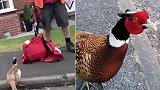英国一野鸡在道路上追赶攻击人 邮递员用包反击