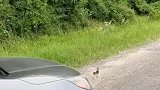 当你路上看到一只流浪猫
