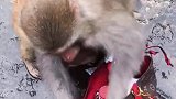 女子被猴子翻包强行安检，突然钱包被叼走