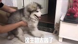 阿拉斯加小时候就懂得欺软怕硬了，被一只小奶猫吓成这样
