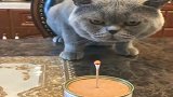 给猫咪过生日，它自己居然会吹蜡烛，真是太可爱啦！
