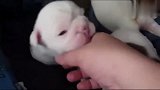 超萌的斗牛犬小狗狗袭来才两周大肉嘟嘟的好可爱！