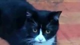 男子做好事捡了一只流浪猫，没想到还拖家带口生了五个崽