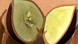 萌鸡小队：小松鼠打开栗子，一只虫虫叫他爸爸？