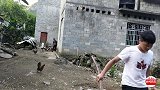 16岁的小伙在农村养猪，从来不喂饲料！