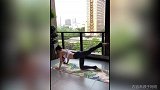 身材极品 长腿气质美女在家锻炼妩媚动人
