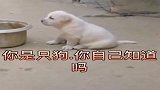 小奶狗：论掌握一门外语的重要性