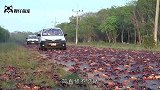 海豚搁浅在海滩上，竟被一群沙蟹盯上，场面很是壮观！