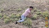 山东残疾小伙干农活，双手双脚重度弯曲也能薅花生，动作真麻利！