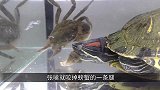将一块牛排，放入饿了几天水蛭的盆中，结果会怎么样呢