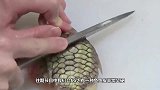身披“防弹衣”的泰坦鱼有多硬？厨师连坏几把刀，终于皮肉分离！