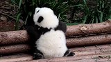 熊猫和花： 小和花，翻身就没输过谁